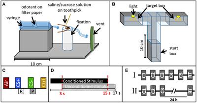 Cockroaches Show Individuality in Learning and Memory During Classical and Operant Conditioning